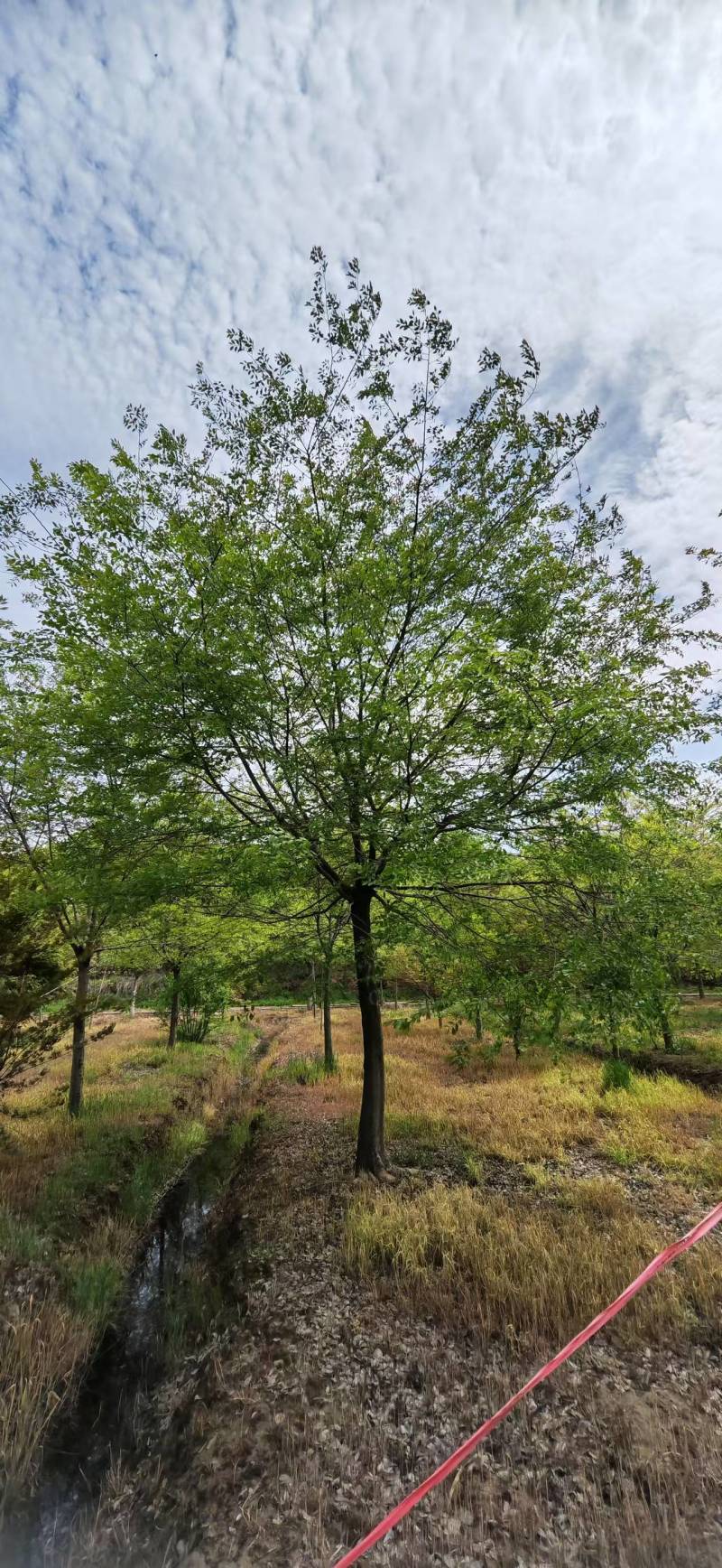 精品朴树规格齐全品质保证量大从优产地直发欢迎联系