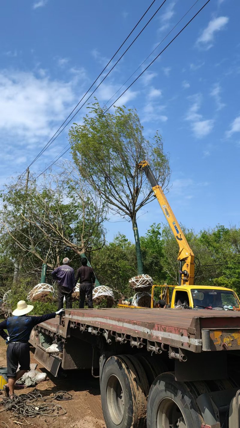 精品朴树规格齐全品质保证量大从优产地直发欢迎联系
