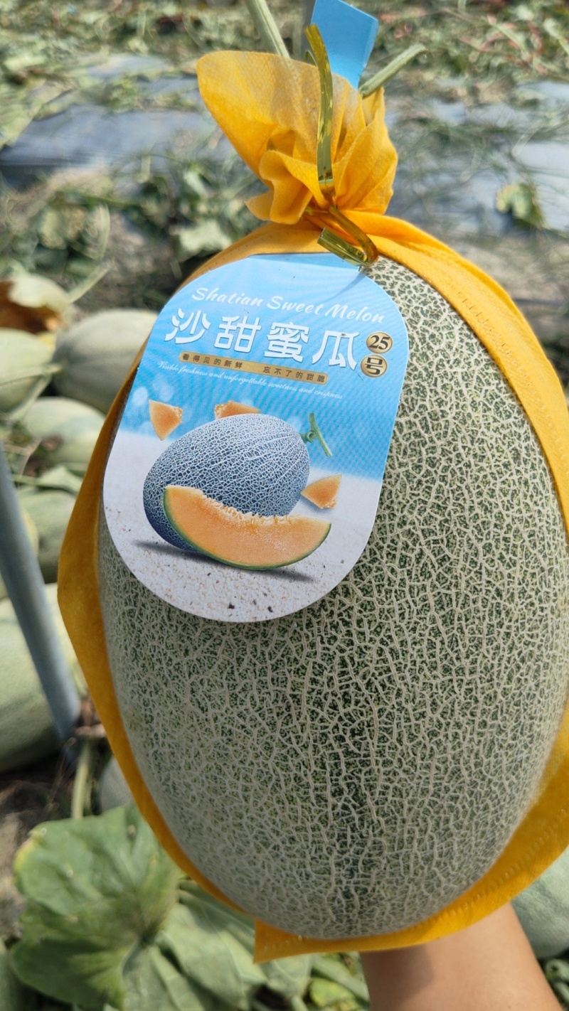 哈密瓜晓蜜25号大量供应一手货源品质保证量大优惠