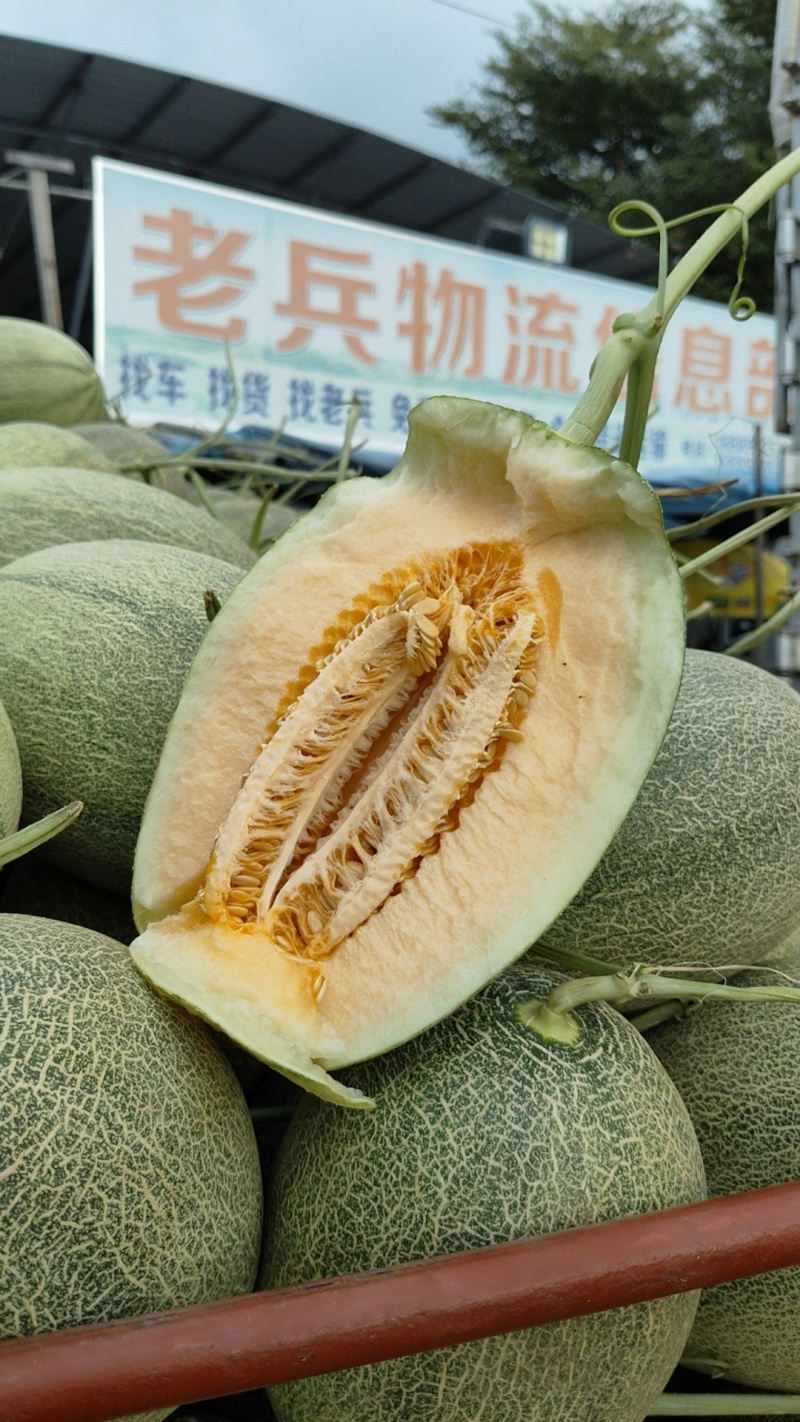 哈密瓜晓蜜25号大量供应一手货源品质保证量大优惠