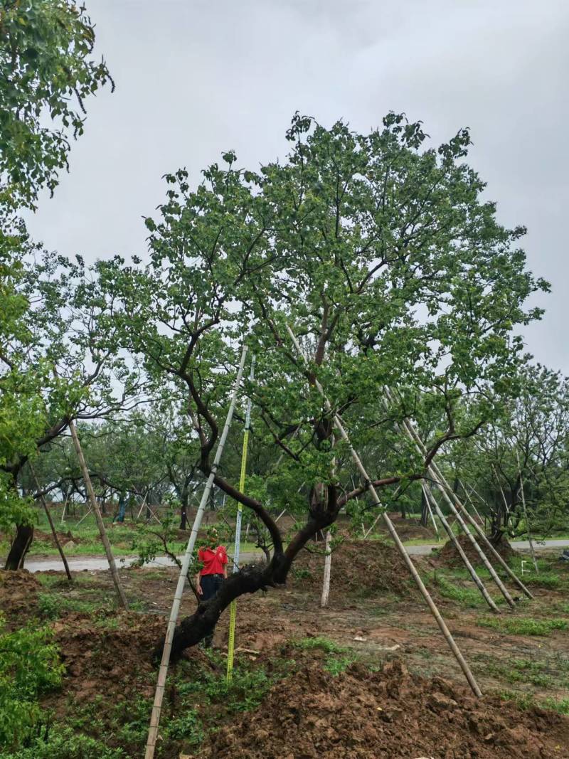 精品造型斜飘乌桕基地直发品质保证量大从优欢迎联系