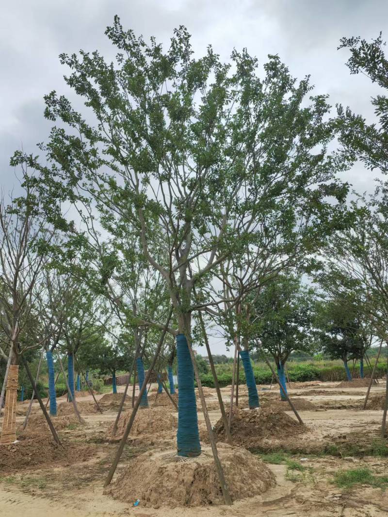 精品栽培朴树大量上市品质保证量大从优一手货源
