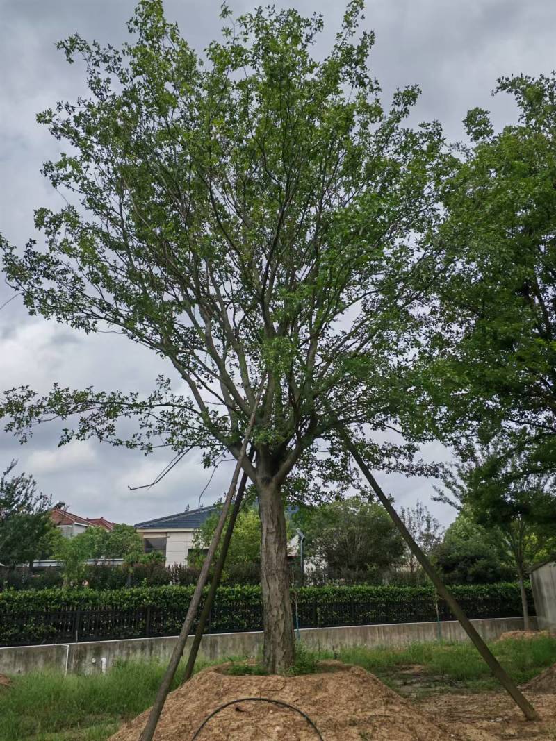 精品栽培朴树大量上市品质保证量大从优一手货源