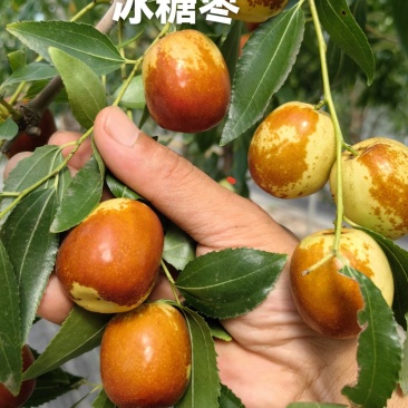 山东沾化新品种冰糖枣树苗个头大脆甜自然结果包品种包技术