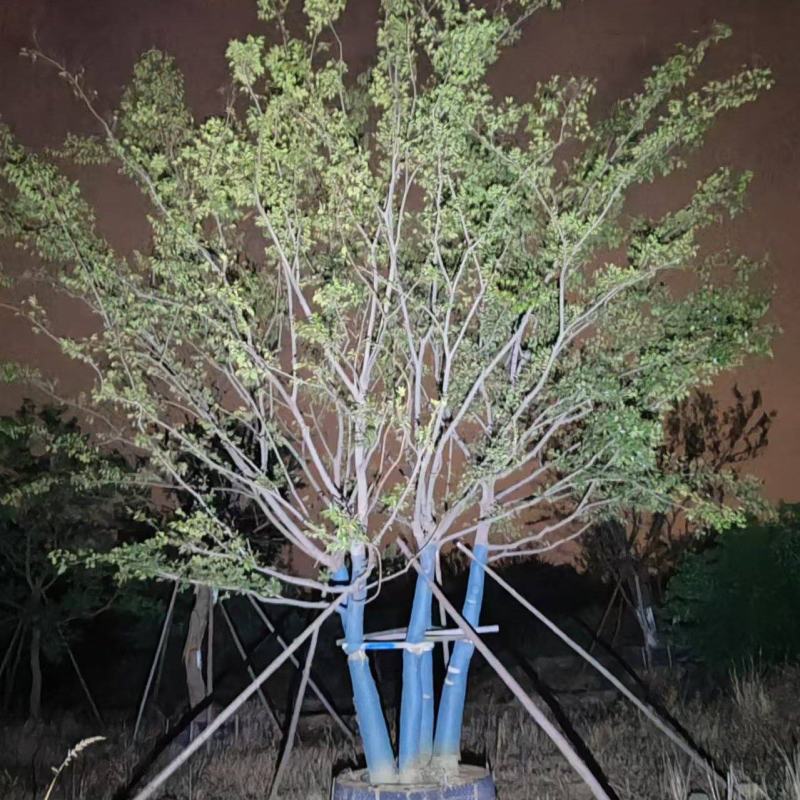 精品丛生朴树基地直发品质保证量大从优欢迎联系