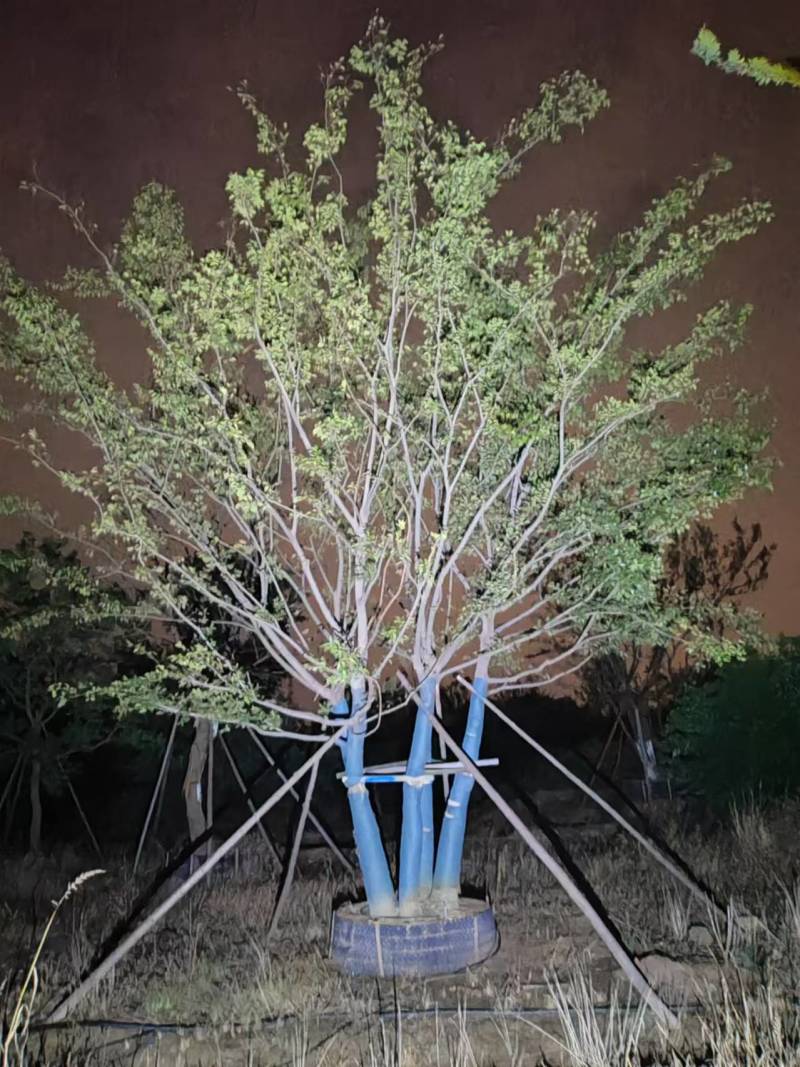 精品丛生朴树基地直发品质保证量大从优欢迎联系