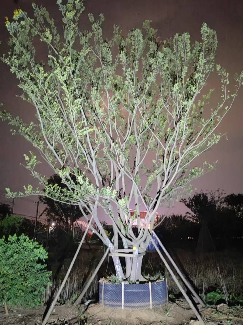 精品丛生朴树基地直发品质保证量大从优欢迎联系