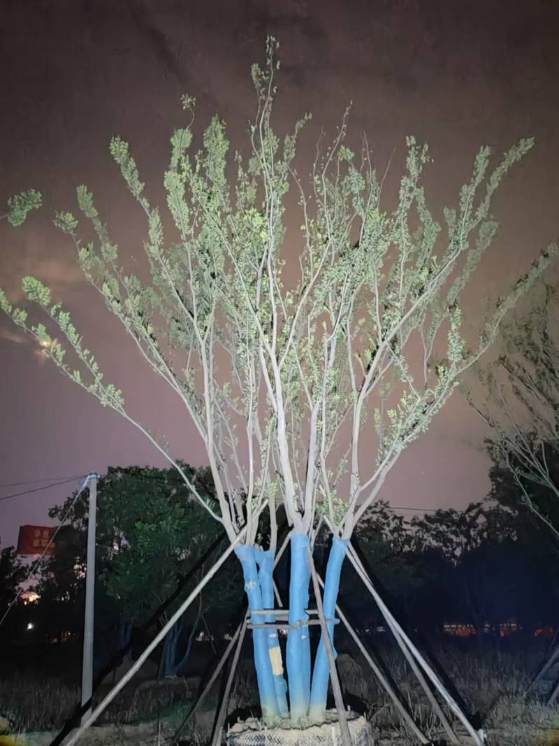 精品丛生朴树基地直发品质保证量大从优欢迎联系