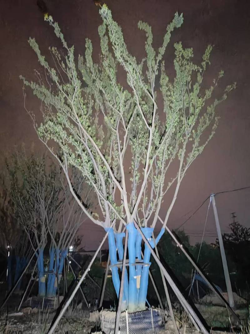 精品丛生朴树基地直发品质保证量大从优欢迎联系
