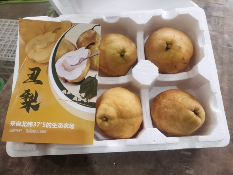 烟台中华丑梨软糯香甜一件代发整车批发坏果包赔
