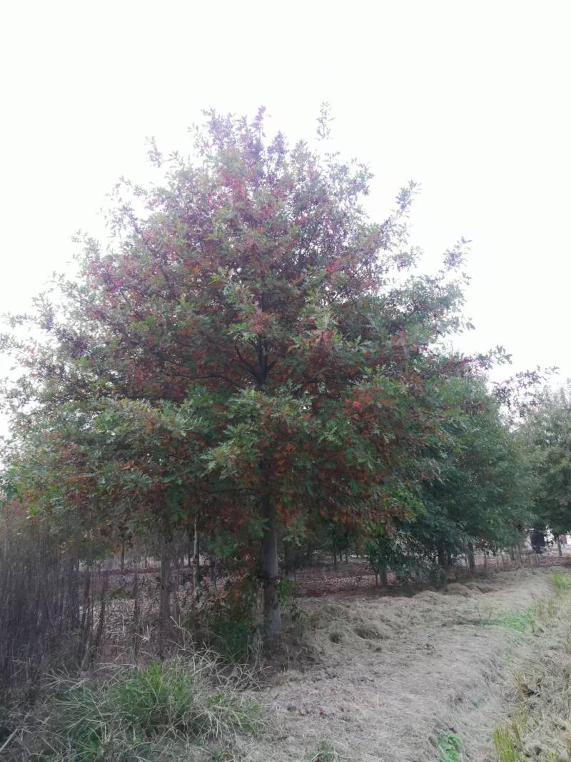 精品娜塔栎基地直发品质保证量大从优欢迎联系