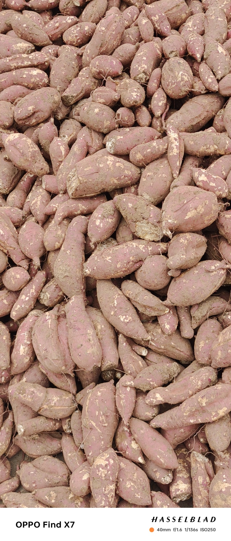 河南南阳高淀粉红薯，100万吨，大量供货中