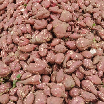 河南南阳高淀粉红薯，100万吨，大量供货中