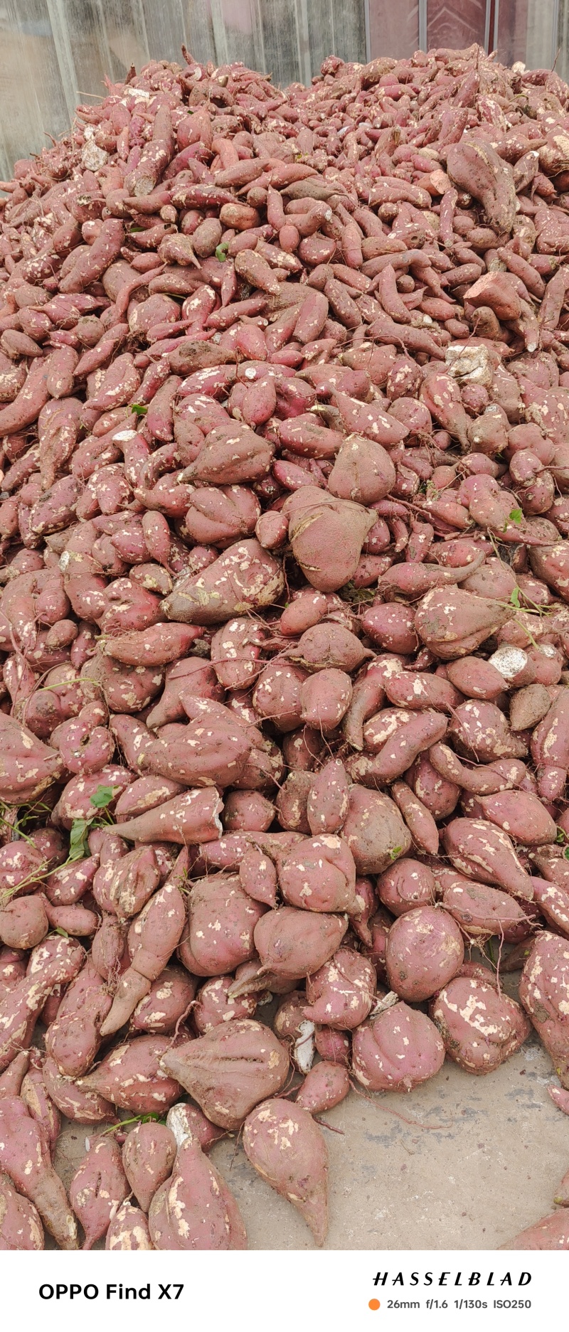 河南南阳高淀粉红薯，100万吨，大量供货中