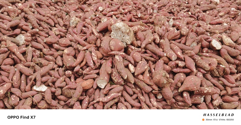河南南阳高淀粉红薯，100万吨，大量供货中
