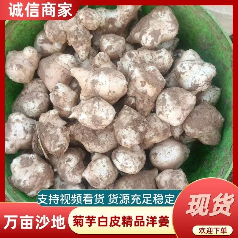 万亩沙地洋姜基地品质菊芋白皮精品洋姜品质好货