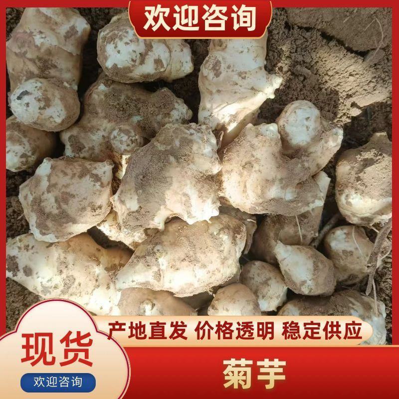 万亩沙地洋姜基地品质菊芋白皮精品洋姜品质好货