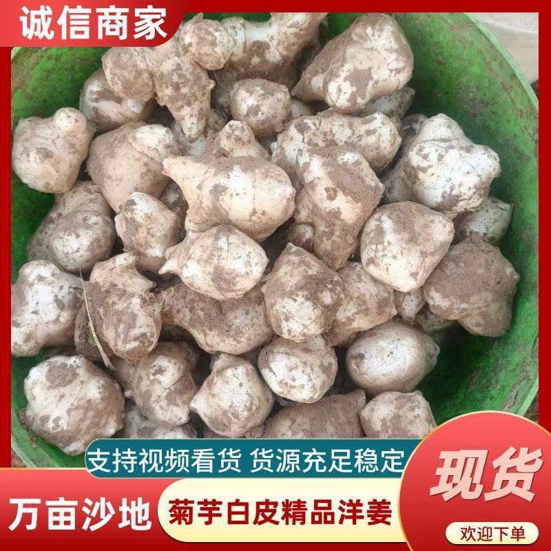 精品沙地白洋姜菊芋大量上市基地直发欢迎选购