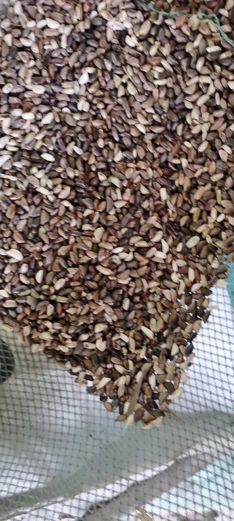 墨西哥玉米大量供应，一手货源，价格优惠，欢迎采购