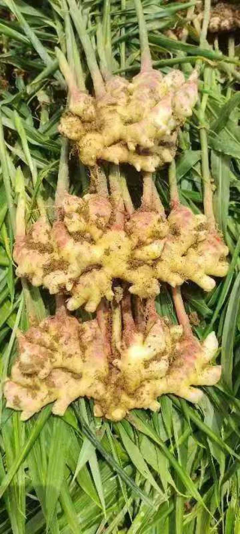 小黄姜产地直发，价格优惠，大量上市欢迎采购