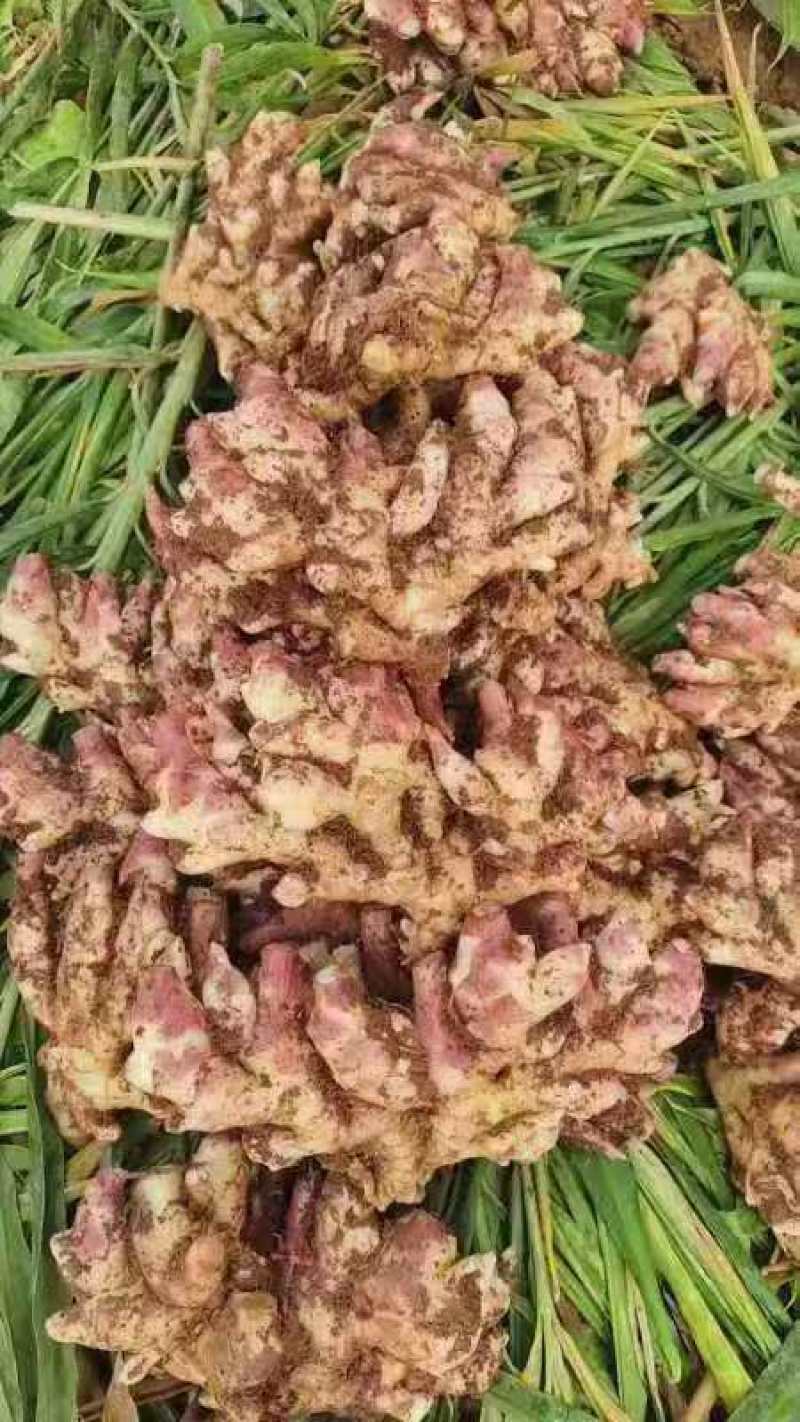 小黄姜产地直发，价格优惠，大量上市欢迎采购
