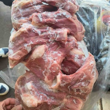 猪扇骨