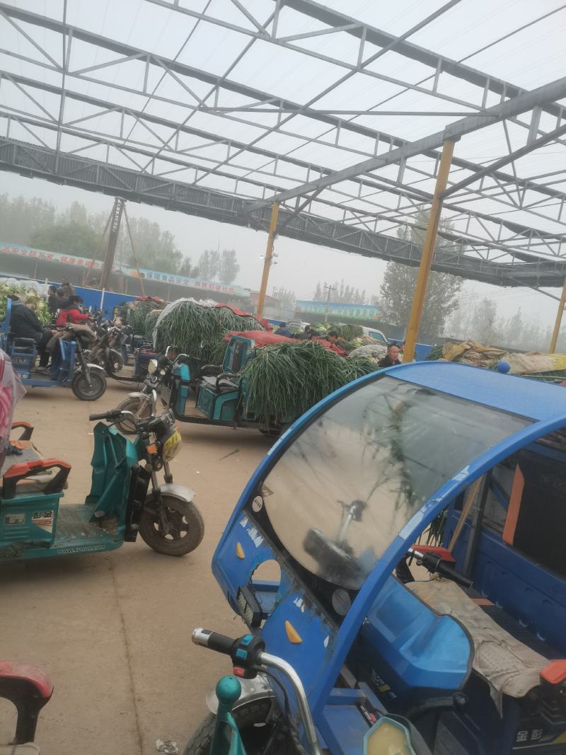精品大葱