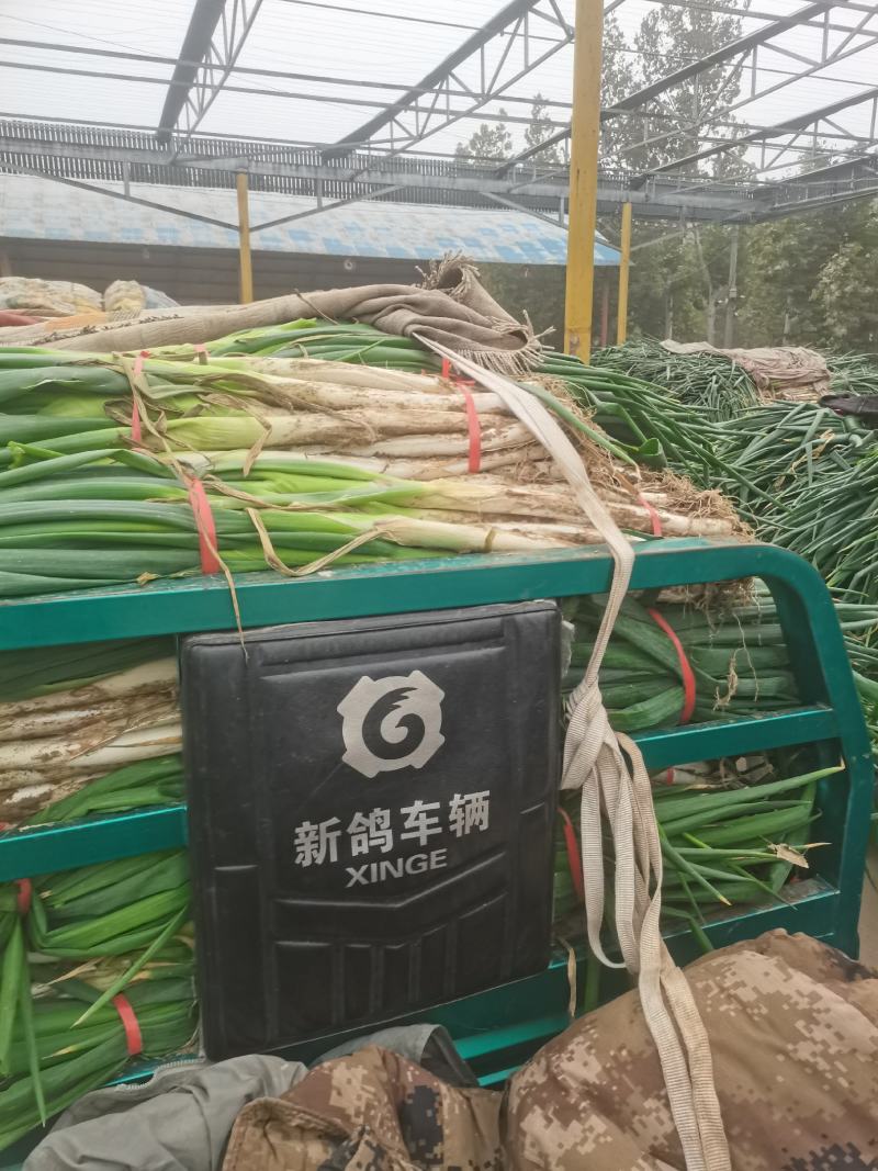 精品大葱