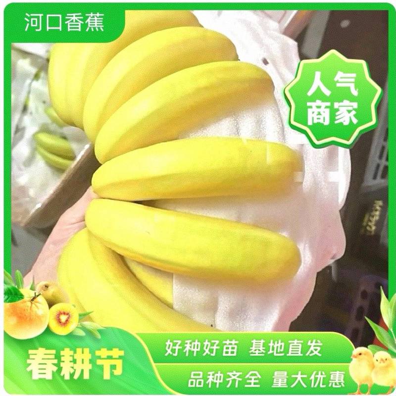 特价精品香蕉，全年大量供应，商超，电商，批发零售。