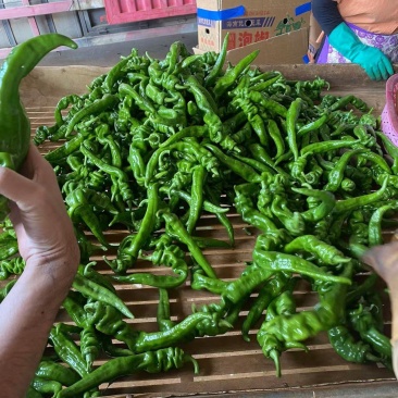 螺丝椒
