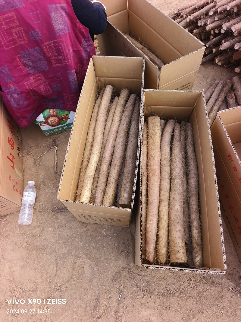 白玉山药通货，次货大量出土，价格便宜。欢迎新老客户下单