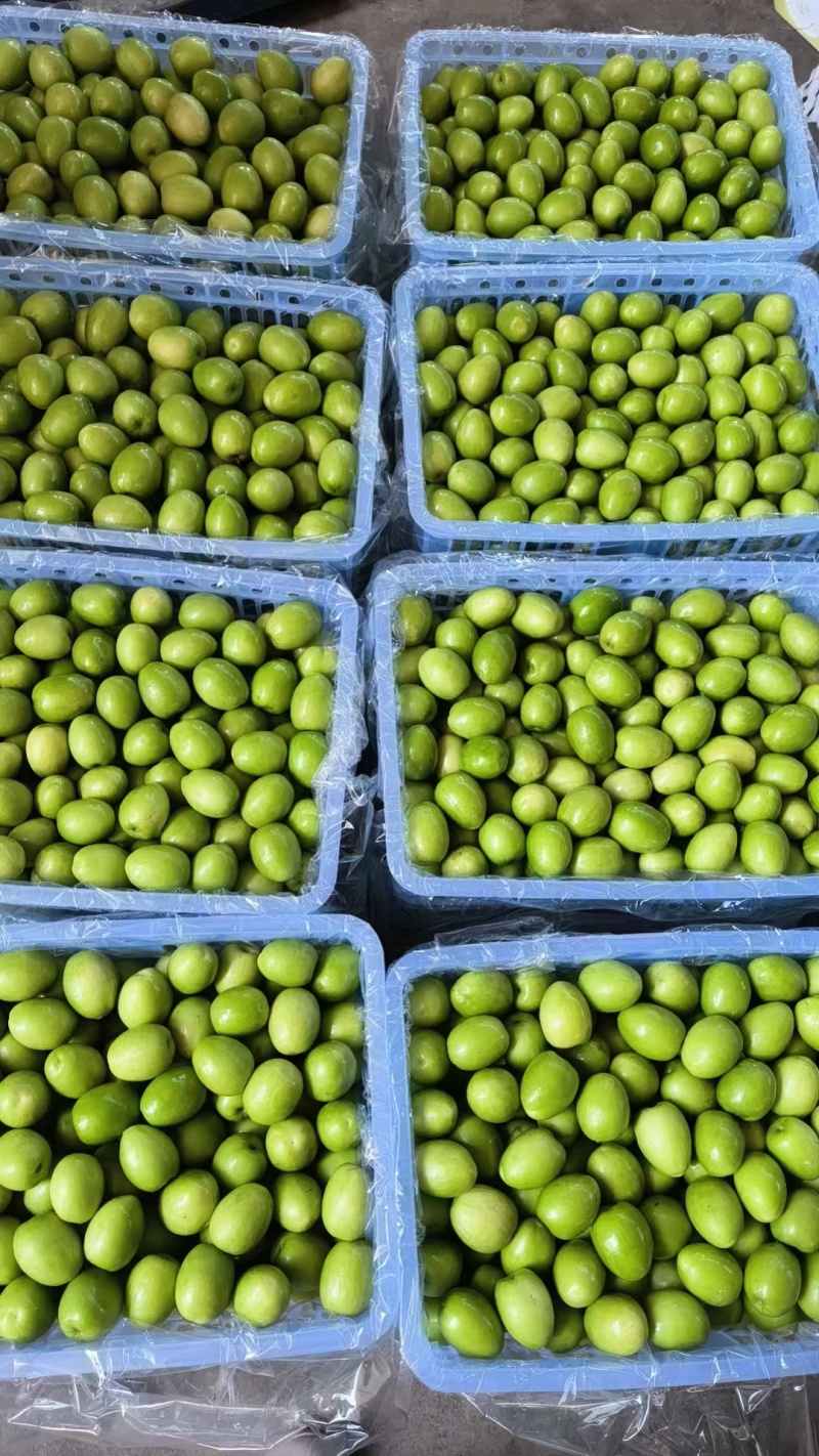 广东雷州青枣牛奶枣，大量供应市场电商，实力代办，全国代发