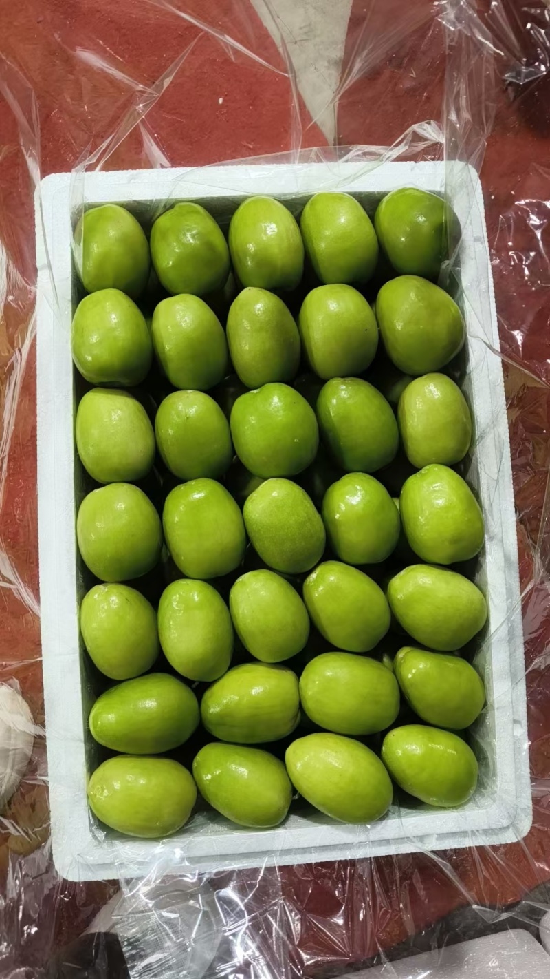 广东雷州青枣牛奶枣，大量供应市场电商，实力代办，全国代发