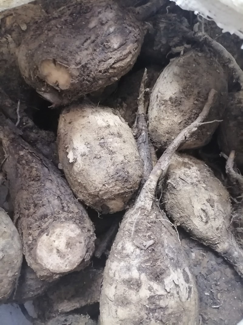 地老鼠，紫茉莉根，质量保证量大价优产地直销