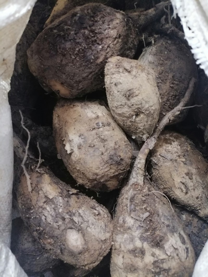 地老鼠，紫茉莉根，质量保证量大价优产地直销