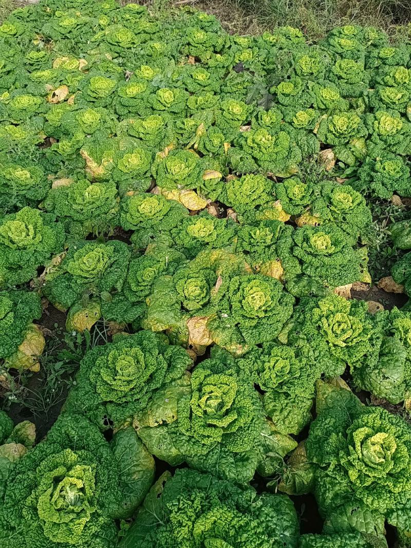 黄心菜
