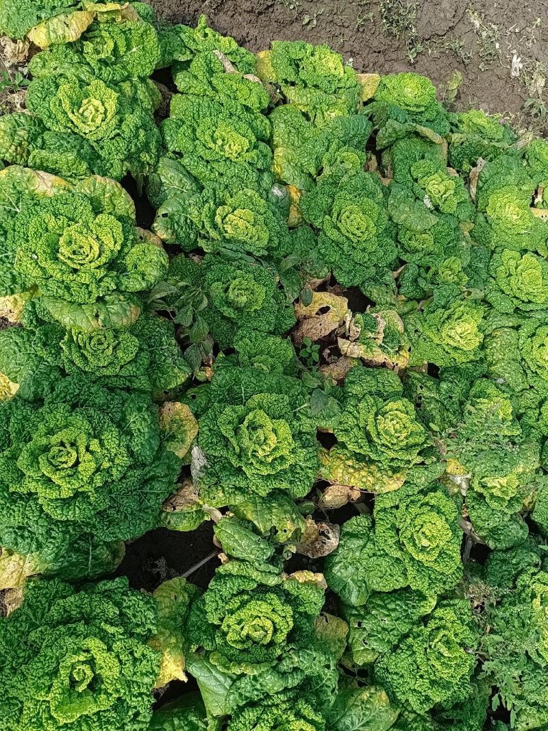 黄心菜