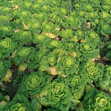 黄心菜