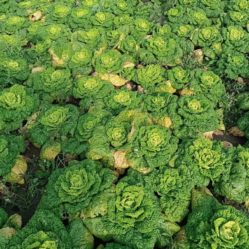 黄心菜