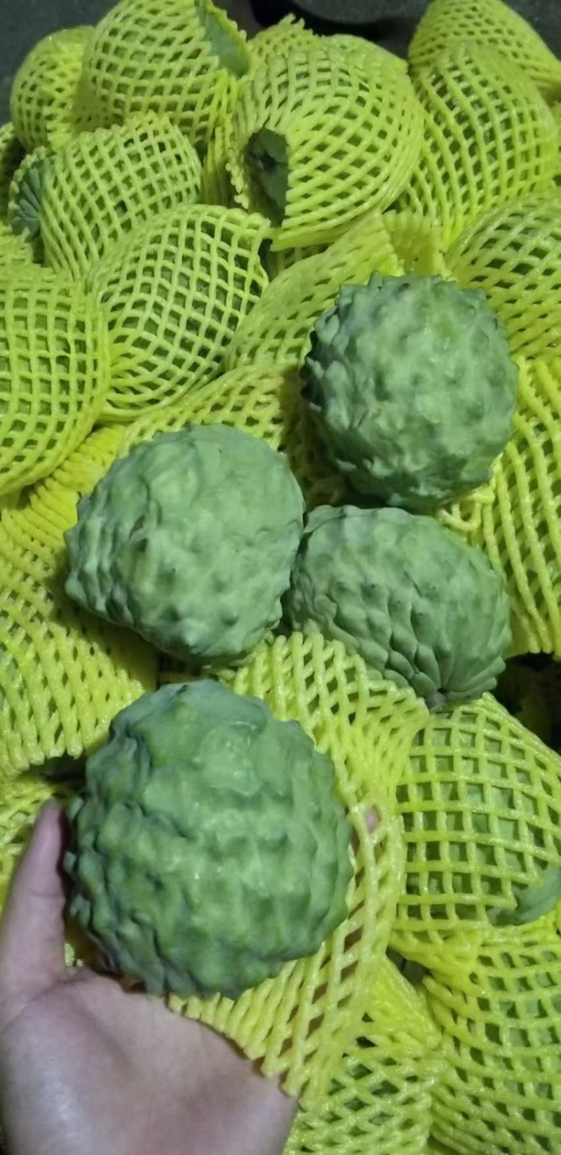 凤梨释迦，基地直供，对接全国市场各大团购