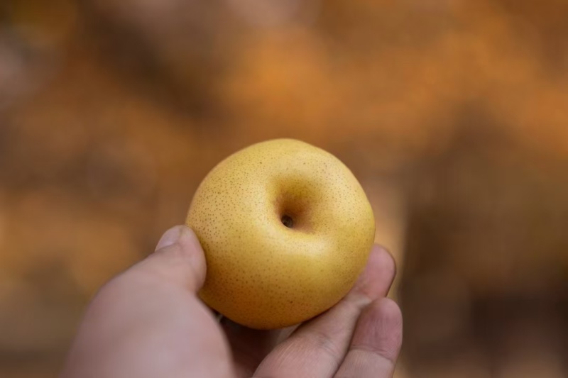 正宗大庙香水梨兰州软儿梨化心梨黑黄都有货