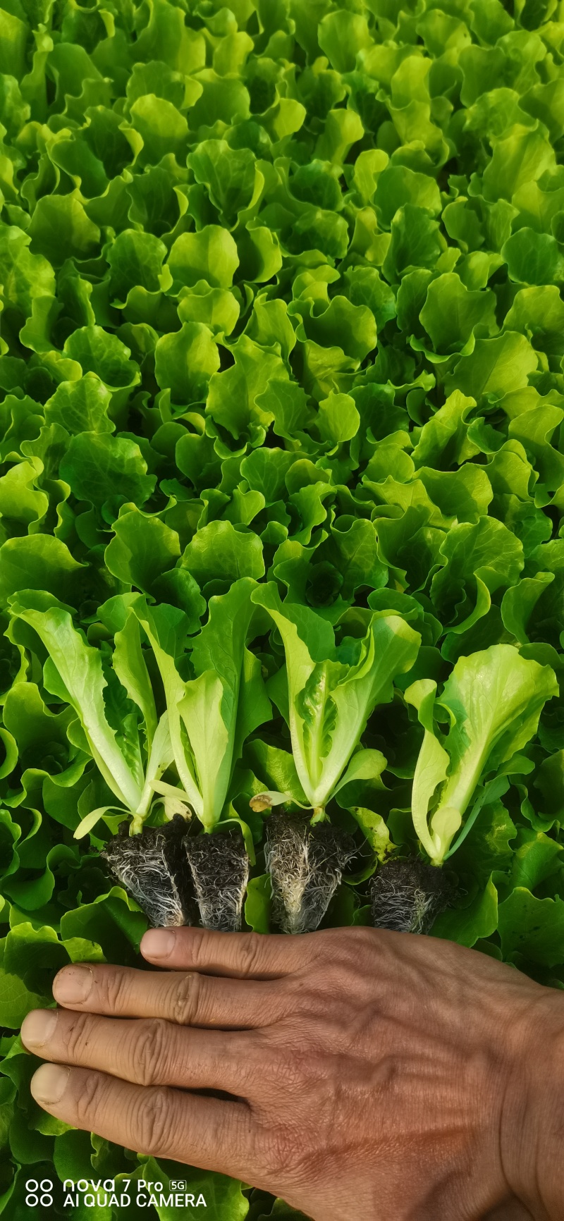 耐寒意大利生菜苗带土球发货现拔现发