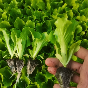 耐寒意大利生菜苗带土球发货现拔现发