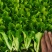 耐寒意大利生菜苗带土球发货现拔现发