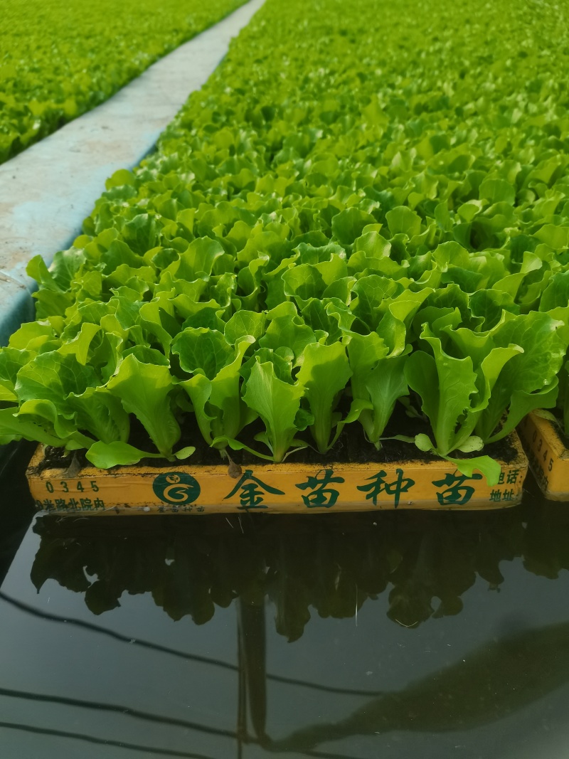 耐寒意大利生菜苗带土球发货现拔现发