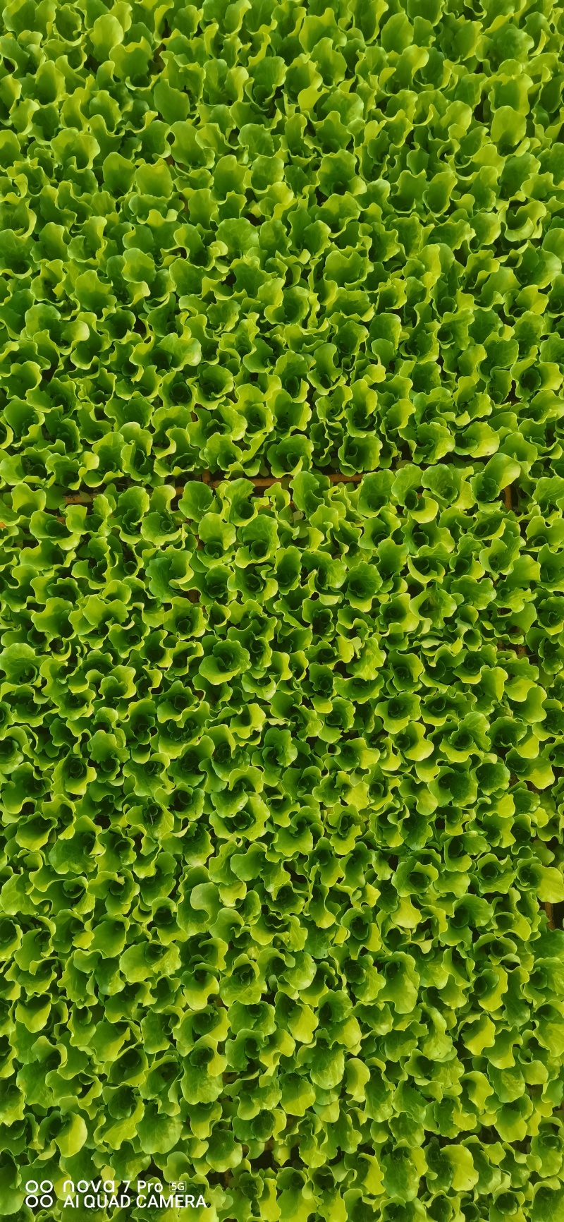 耐寒意大利生菜苗带土球发货现拔现发