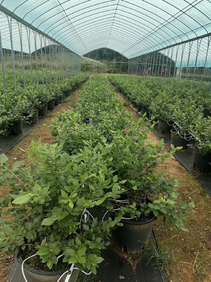 厂家直销蔬菜大棚骨架型号齐全量大可优惠全国发货