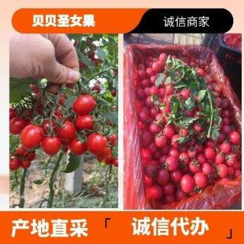 【山东济南贝贝圣女果】开始上市！价格美丽！欢迎询价！