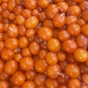 蛋黄新鲜冷冻生鸡蛋黄卵天然卵凝脂蛋黄宠物狗零食美毛护肤