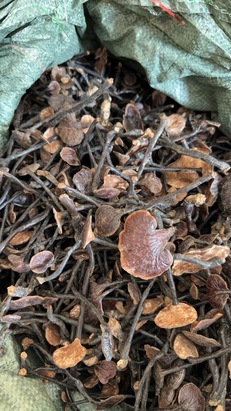 竹灵芝